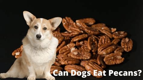 Can Dog Eat Pecan